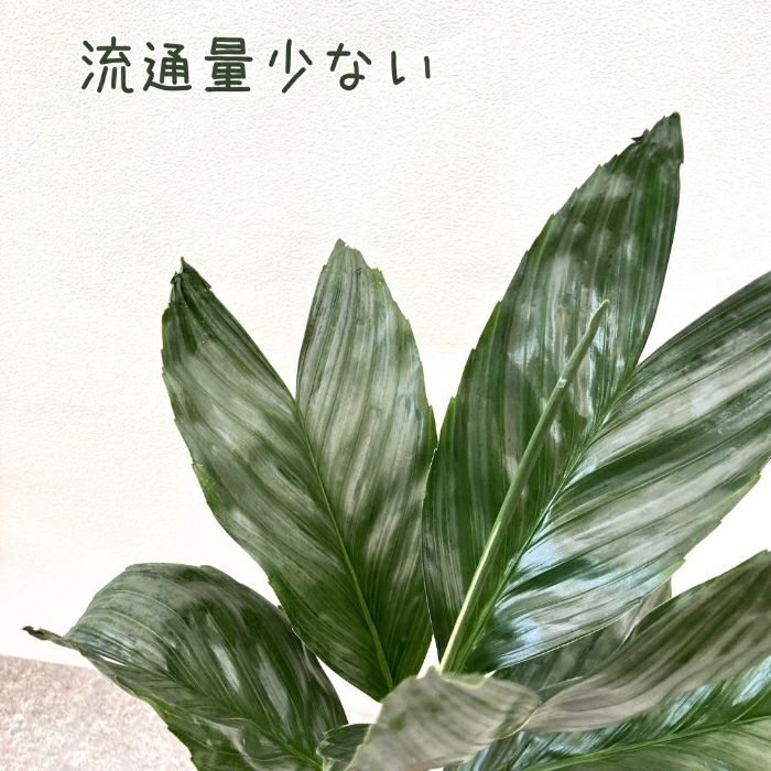 観葉植物現品販売
