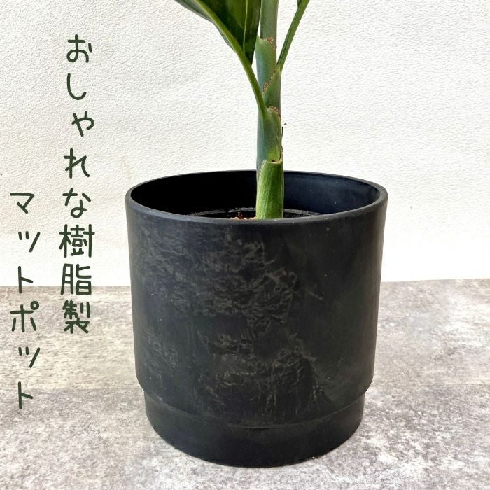 観葉植物現品販売
