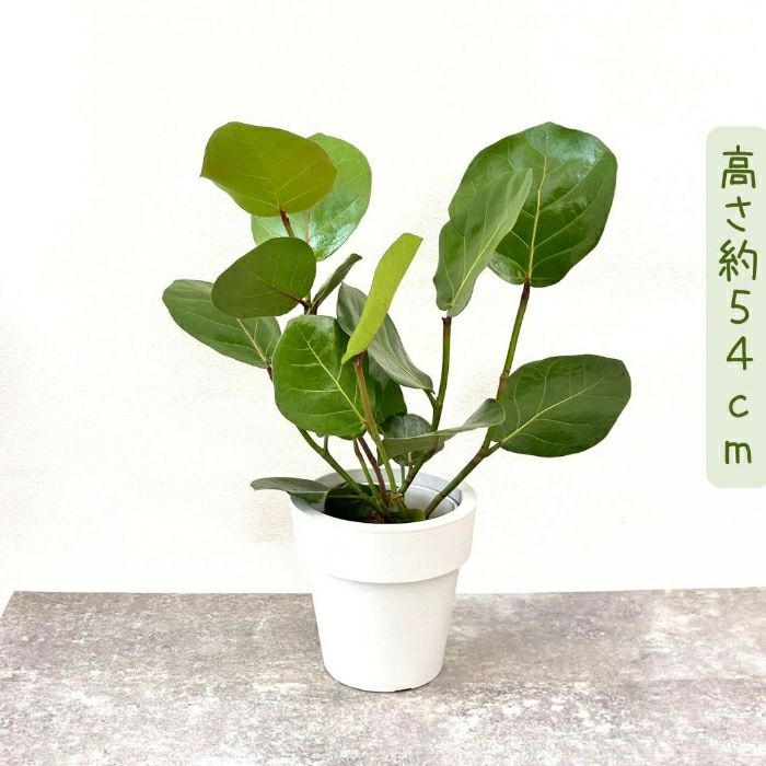 観葉植物現品販売