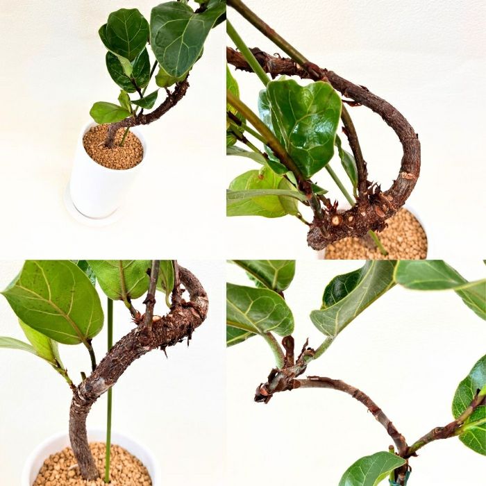 観葉植物現品販売