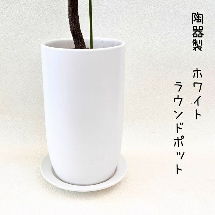 観葉植物現品販売