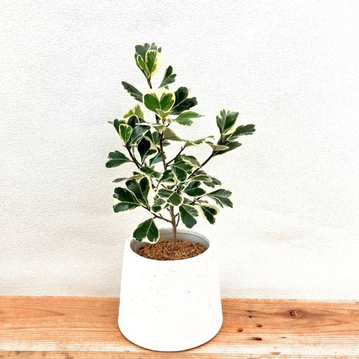 観葉植物現品販売