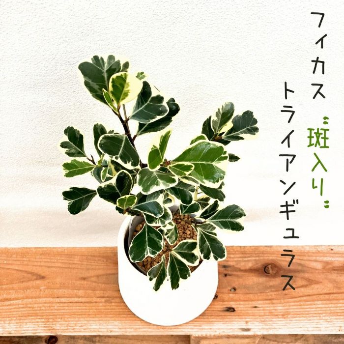 観葉植物現品販売