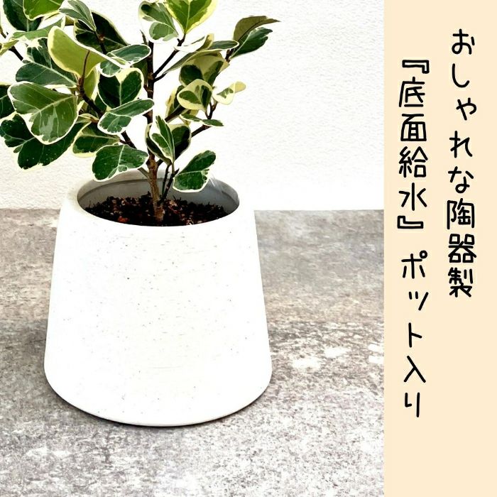 観葉植物現品販売