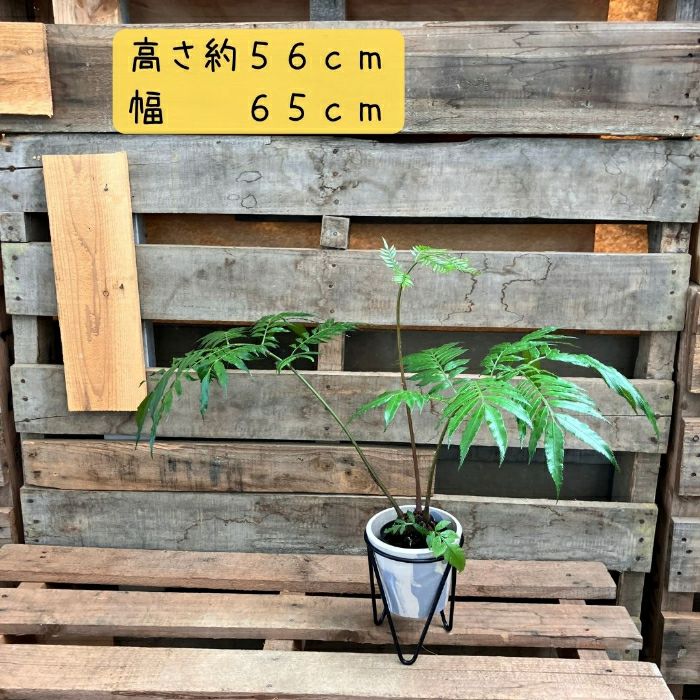 観葉植物現品販売