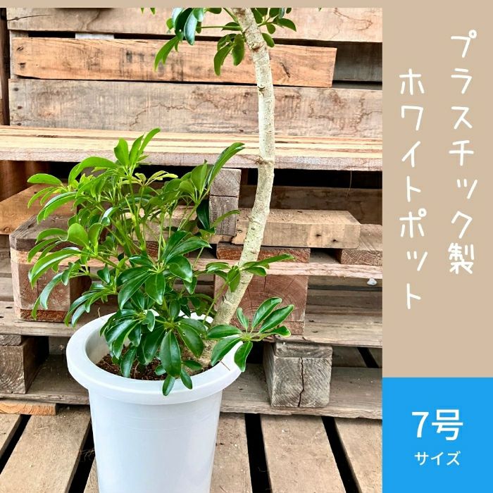 観葉植物現品販売