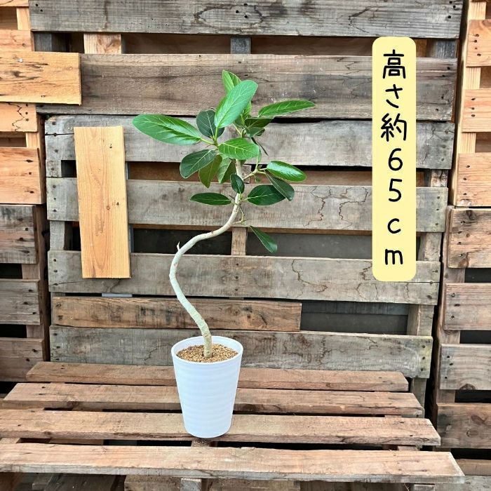 観葉植物現品販売