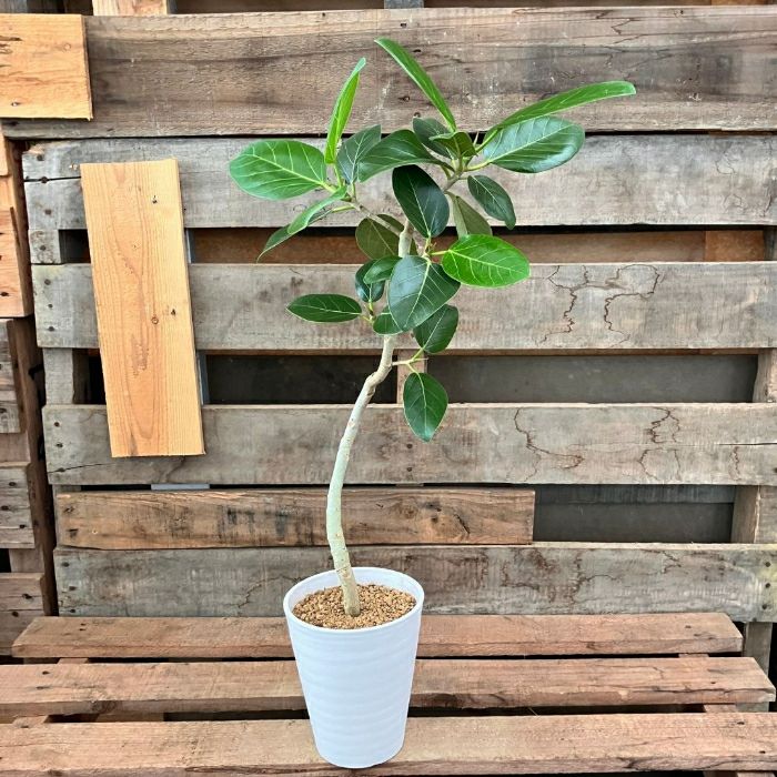 観葉植物現品販売