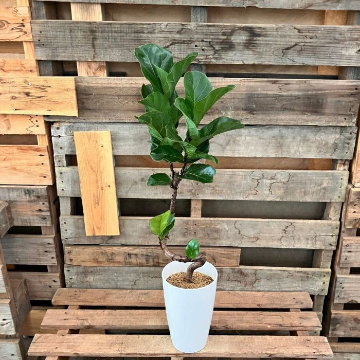 観葉植物現品販売