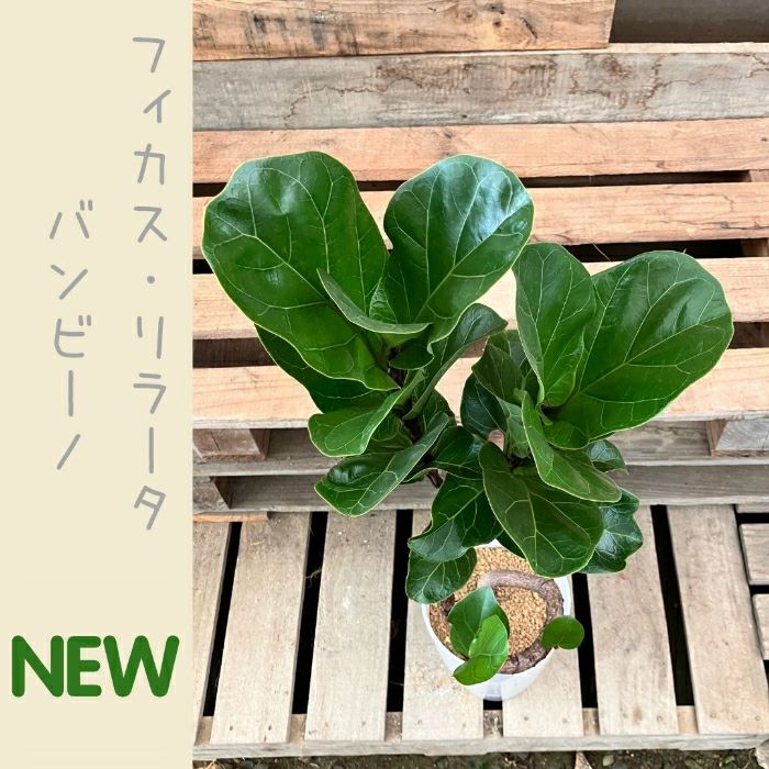 観葉植物現品販売