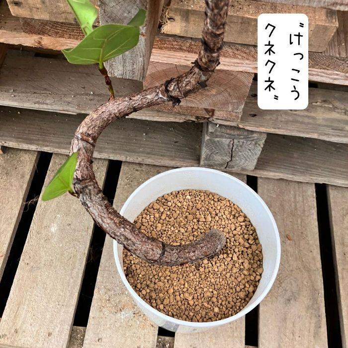 観葉植物現品販売