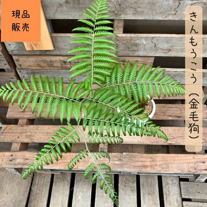 観葉植物現品販売
