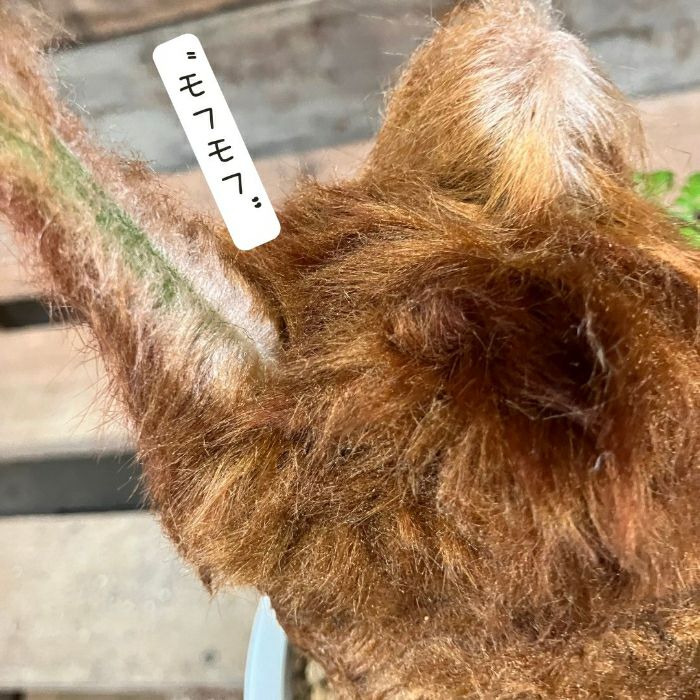 観葉植物現品販売