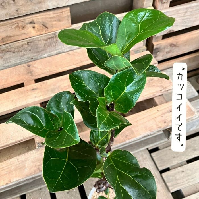 観葉植物現品販売