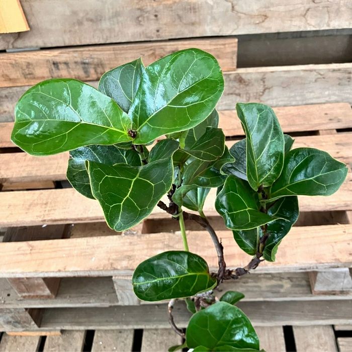 観葉植物現品販売