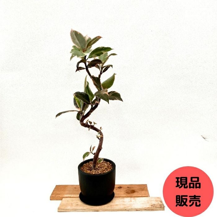 観葉植物現品販売