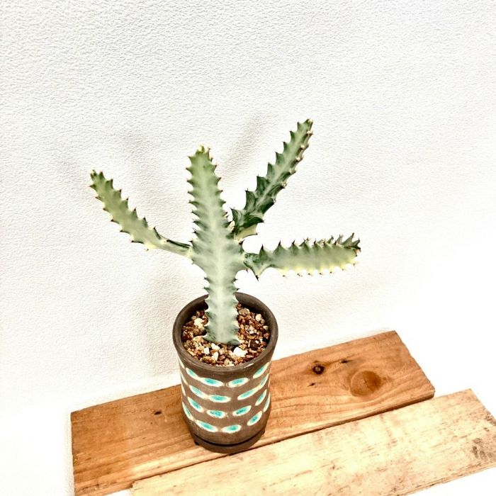 観葉植物現品販売