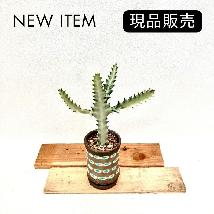 観葉植物現品販売