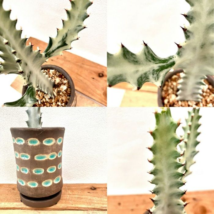 観葉植物現品販売