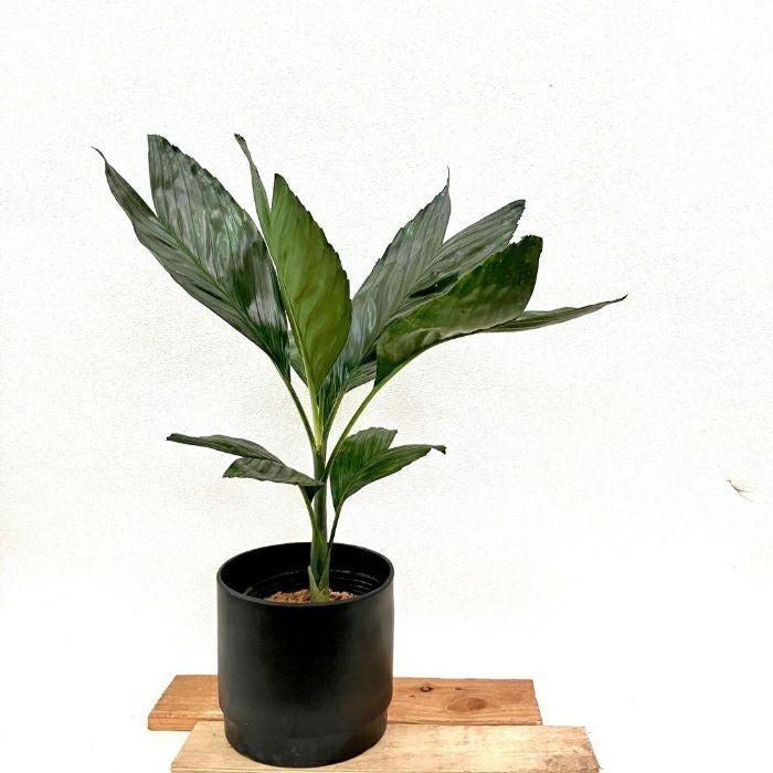 観葉植物 本物 【現品】 希少 テネラヤシ 『チャメドレア メタリカ