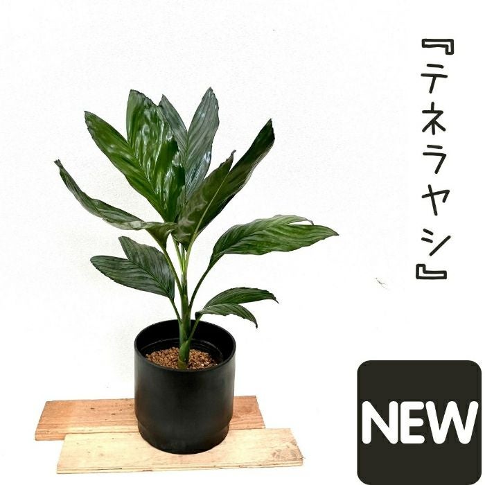 観葉植物現品販売
