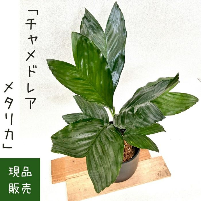 観葉植物現品販売