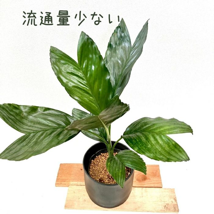 観葉植物現品販売