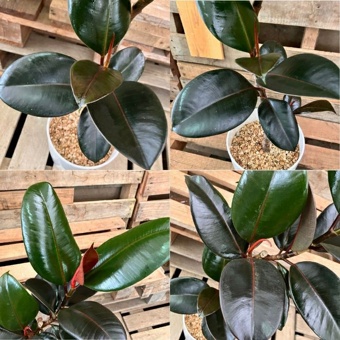 観葉植物現品販売