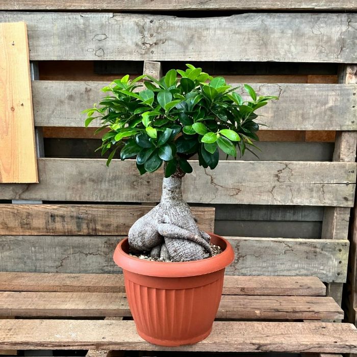 観葉植物 本物 NEW【現品】 ガジュマル 7号サイズ 人気商品 ボリューム