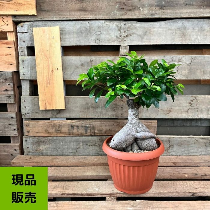 観葉植物現品販売