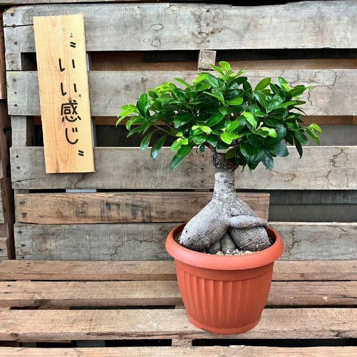 観葉植物現品販売