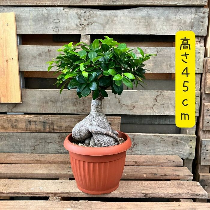 観葉植物現品販売