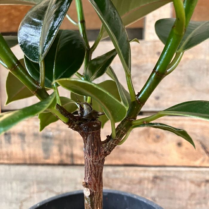 観葉植物現品販売