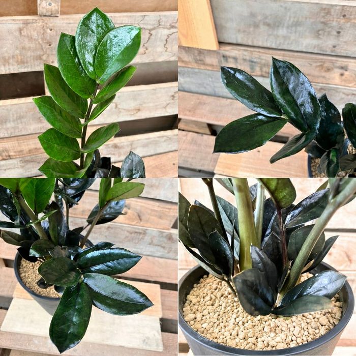 観葉植物現品販売