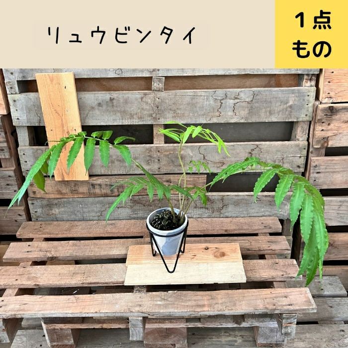 観葉植物現品販売