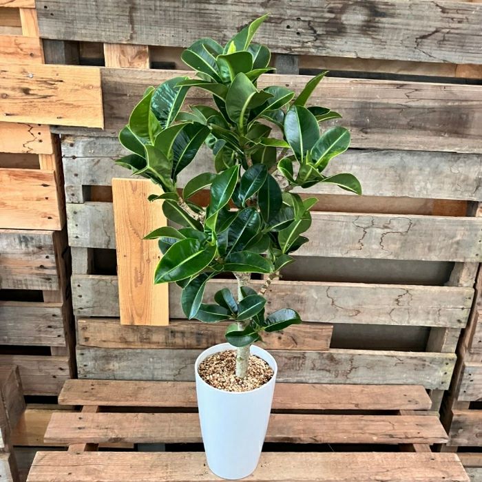 観葉植物 本物 【現品 】 希少 フィカス エラスティカ アポロ