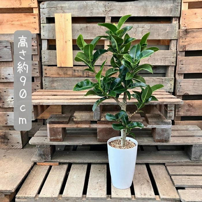 観葉植物現品販売