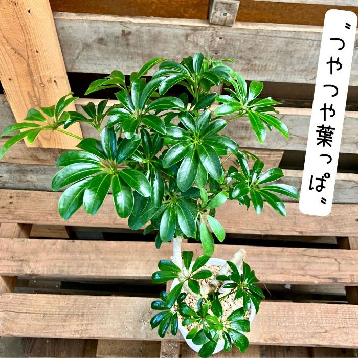 観葉植物現品販売