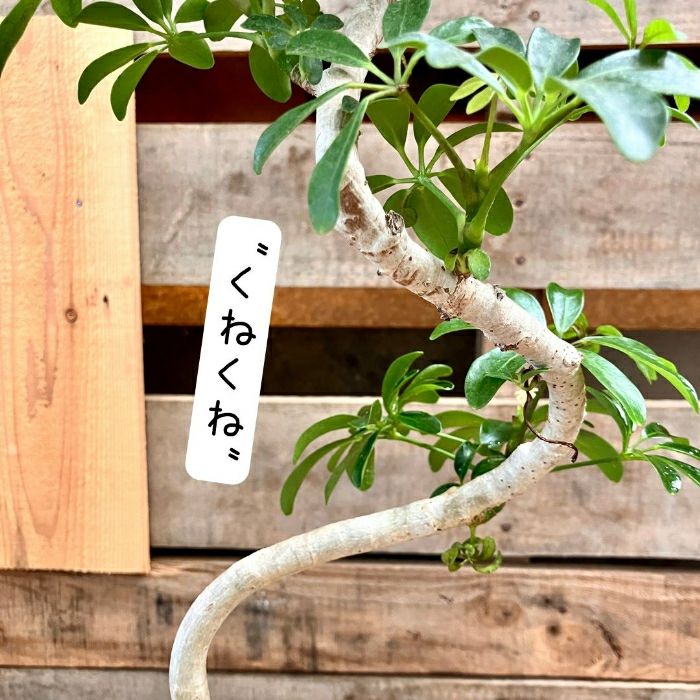 観葉植物現品販売