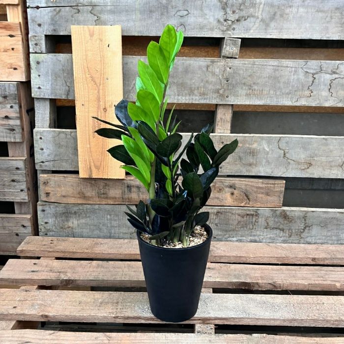 観葉植物現品販売