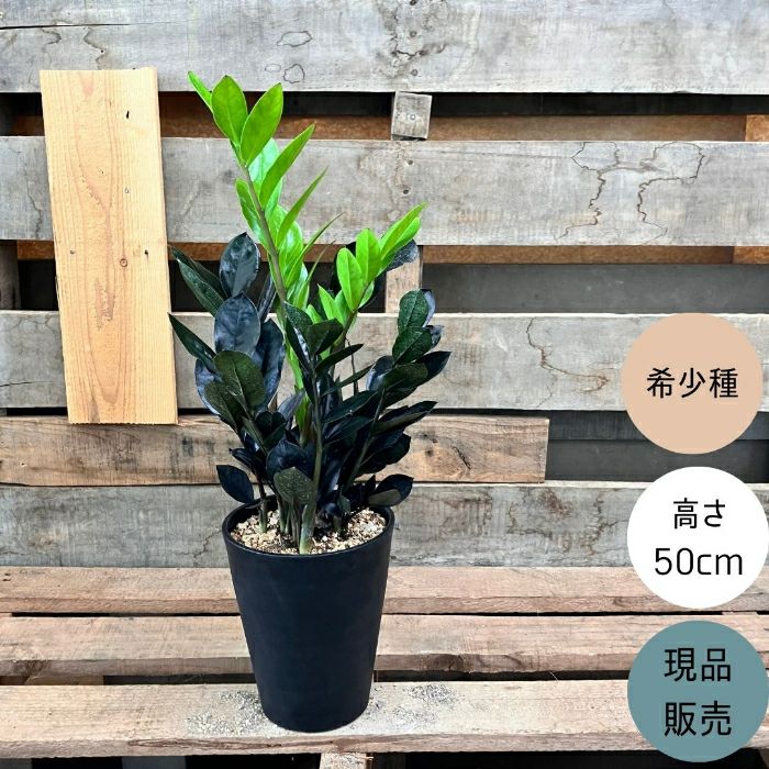観葉植物現品販売
