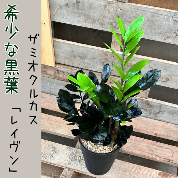 観葉植物現品販売