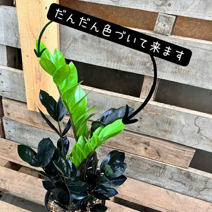 観葉植物現品販売