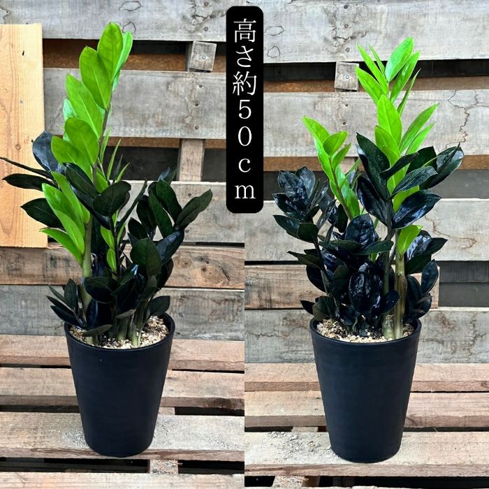 観葉植物現品販売