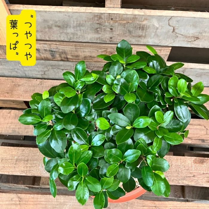 観葉植物現品販売