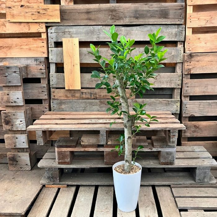 観葉植物 本物 NEW【現品】 直幹樹形のガジュマル 7号サイズ 人気商品