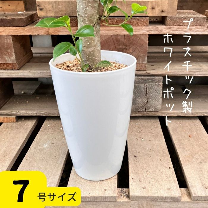観葉植物現品販売