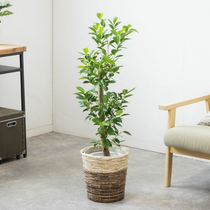 ガジュマル 7号鉢 選べる鉢カバー付 観葉植物 本物