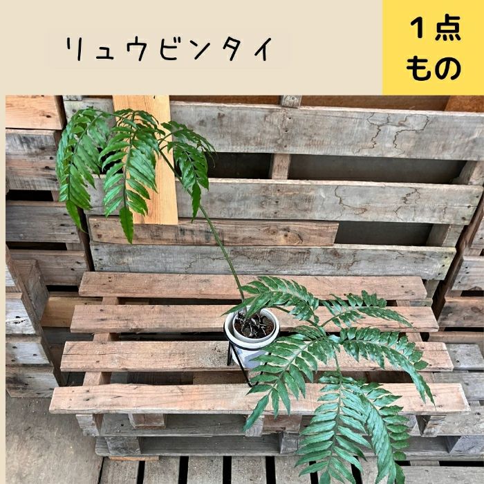 観葉植物現品販売