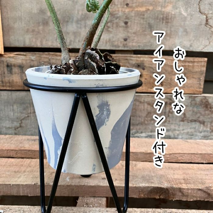 観葉植物現品販売